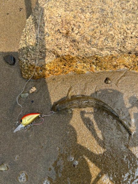 今日も淀川で…