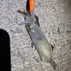 真夏のライトエギング