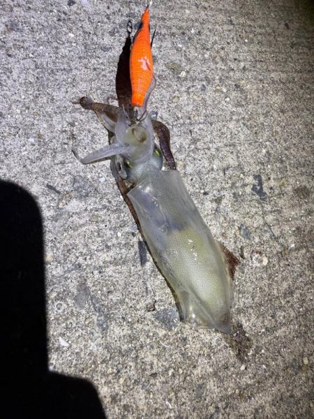 真夏のライトエギング