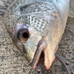 エビ撒きでチヌ好調です