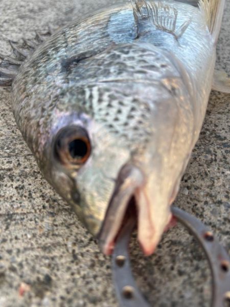 エビ撒きでチヌ好調です