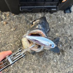 渋めもなんとか2本!