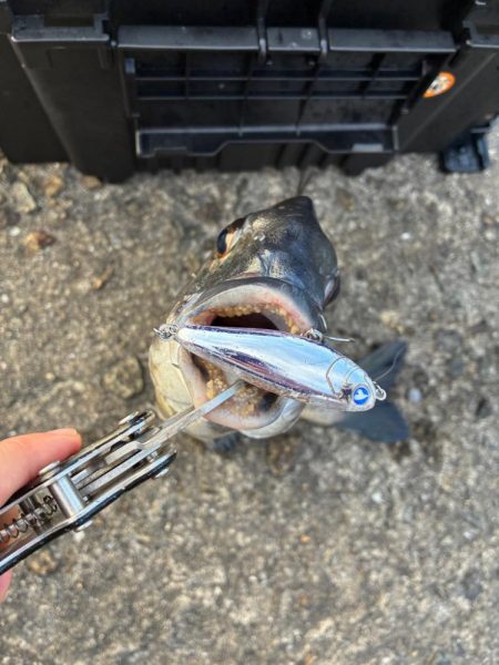 渋めもなんとか2本!