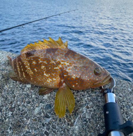 祝！記録更新キジハタゲーム