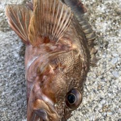 デイアコウがんばる・・・根魚多数