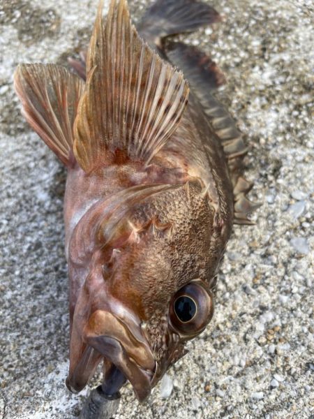 デイアコウがんばる・・・根魚多数