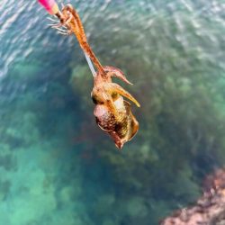 秋アオリイカ調査｜まだ早いみたいでチビが多く反応が悪いです！