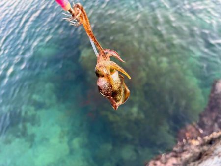 秋アオリイカ調査｜まだ早いみたいでチビが多く反応が悪いです！