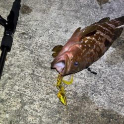 マヅメにショアラバで好調！