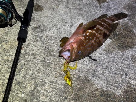 マヅメにショアラバで好調！