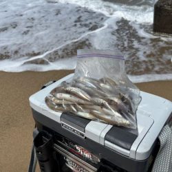 鳥取キス釣り|荒れ気味で渋いけど小さい群れを探せば釣れる