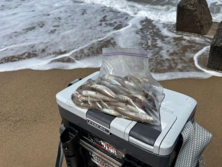 鳥取キス釣り｜荒れ気味で渋いけど小さい群れ…