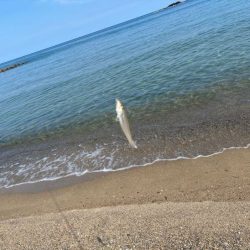 キスの群れが減って来た！