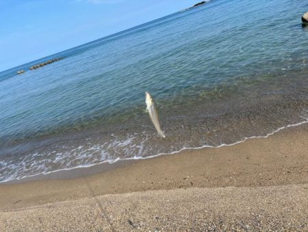 キスの群れが減って来た！