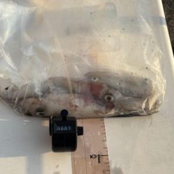 【ショアケンサキイカ釣り】更に群れが減りアタリほぼ無し状態