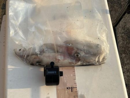 【ショアケンサキイカ釣り】更に群れが減りアタリほぼ無し状態