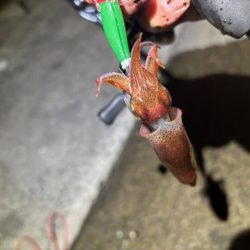 ショアケンサキイカ釣り｜群れが小さく数が少ない