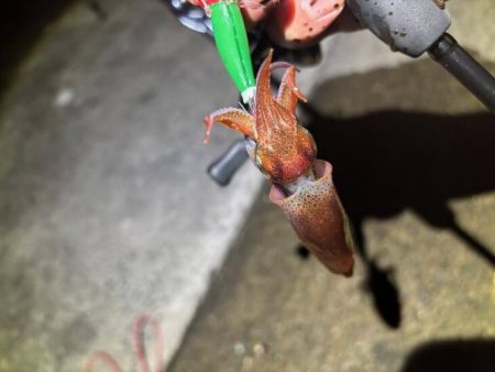 ショアケンサキイカ釣り｜群れが小さく数が少ない