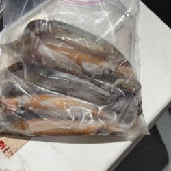 鳥取シロイカ釣り|今シーズンラストはイマイチでした!