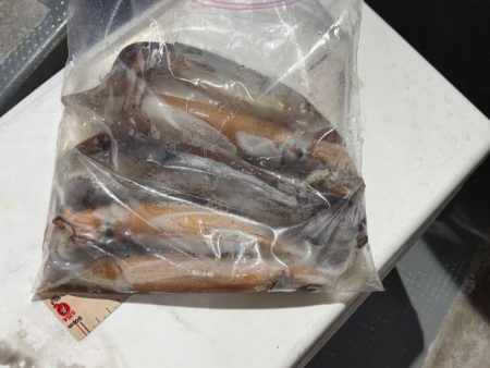 鳥取シロイカ釣り|今シーズンラストはイマイチでした!