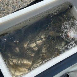 テナガエビ釣り｜潮位が低く渋い状況
