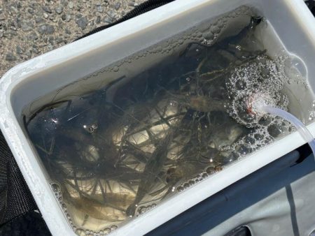 テナガエビ釣り｜潮位が低く渋い状況