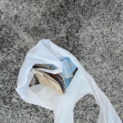 清掃活動：アジとイワシ