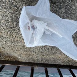 清掃活動：雨の前に