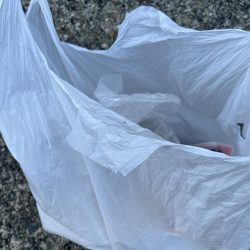 清掃活動：小だことアジ