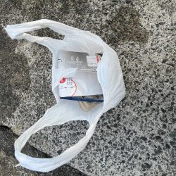 清掃活動：アジの日