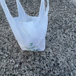 清掃活動：イカ調査成功！？