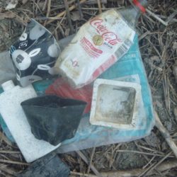 清掃活動：夏の淡水魚