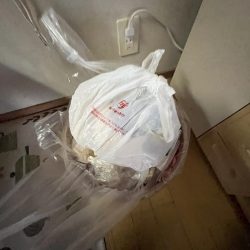 清掃活動：一太刀とアジ