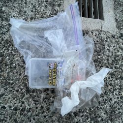 清掃活動：アジ成長中