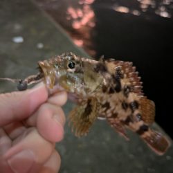 久しぶりの投稿