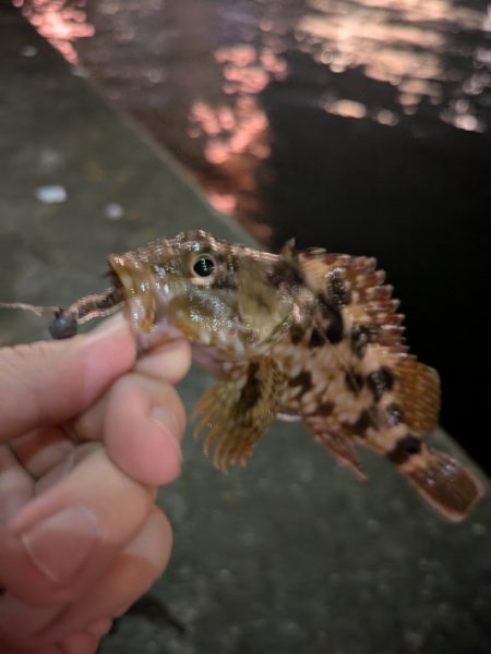 久しぶりの投稿