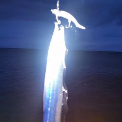 泉南タチウオ開幕