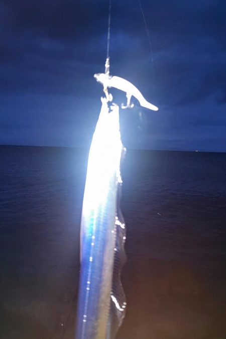 泉南タチウオ開幕