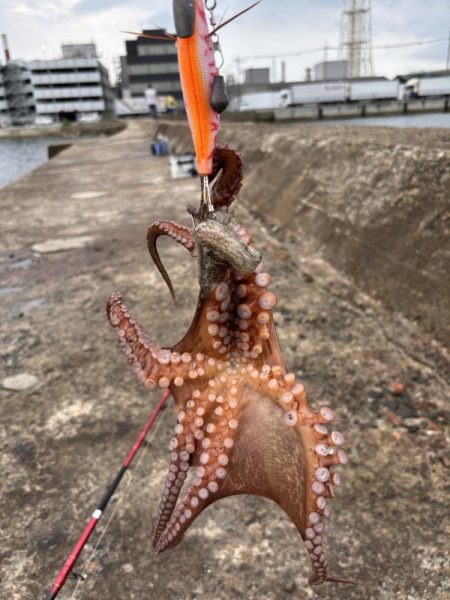 タコ釣行〜
