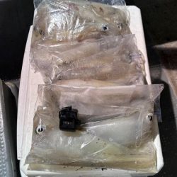 鳥取シロイカ釣り|今シーズンラストはイマイチでした!