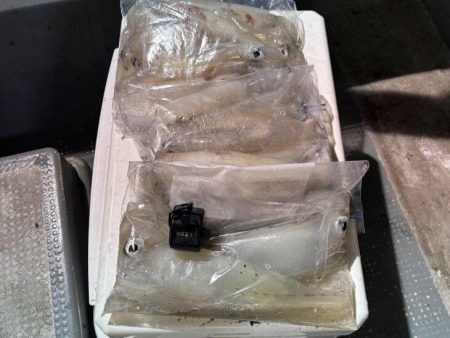 鳥取シロイカ釣り|今シーズンラストはイマイチでした!