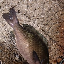 電気ウキ釣り 10