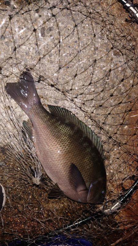 電気ウキ釣り 10