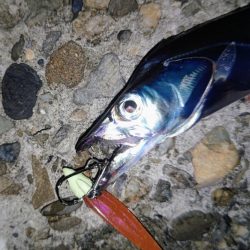 タチウオ狙い