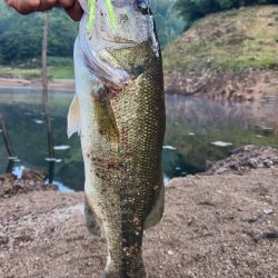 高山ダムで数釣り