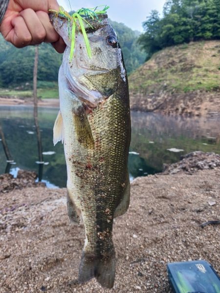 高山ダムで数釣り
