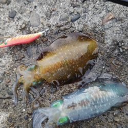 Teamゲッソー調査隊