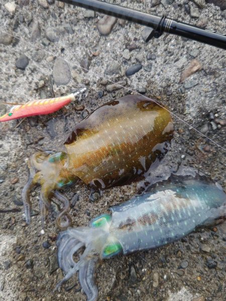 Teamゲッソー調査隊