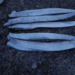 久しぶりのタチウオ