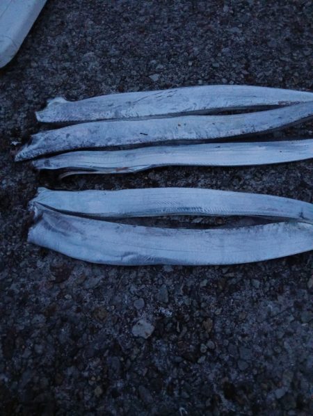 久しぶりのタチウオ